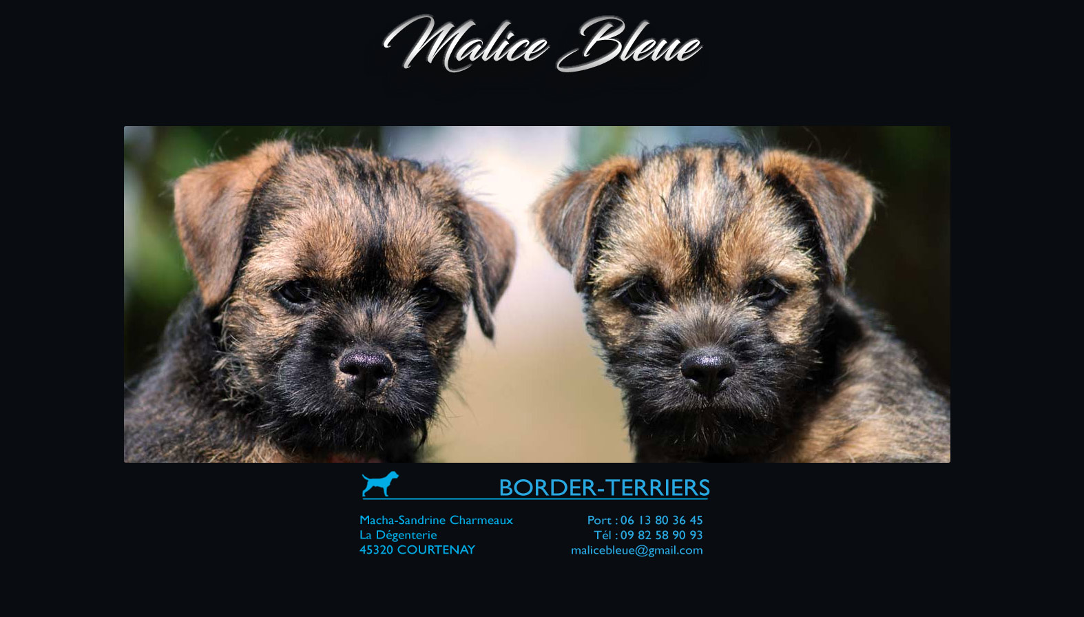 Elevage Malice Bleue de Border Terrier