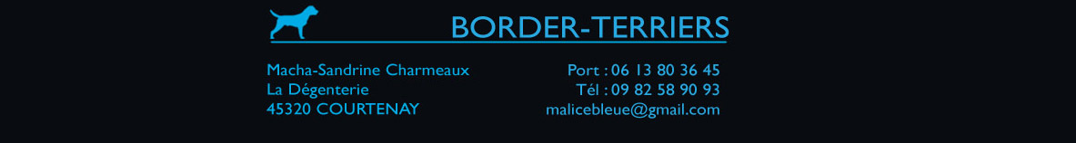 Malice Bleue - Border Terriers - border terrier - Elevage de Border Terrier