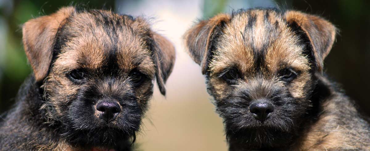 Malice Bleue - Border Terriers - border terrier - Elevage de Border Terrier
